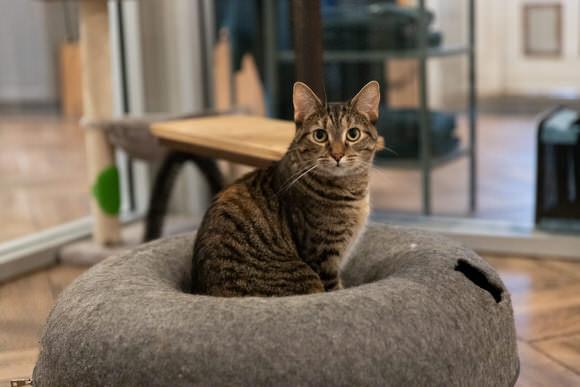 Sharpie, a Adoptable Domestic Short Hair in Dayton, OH image 1/4