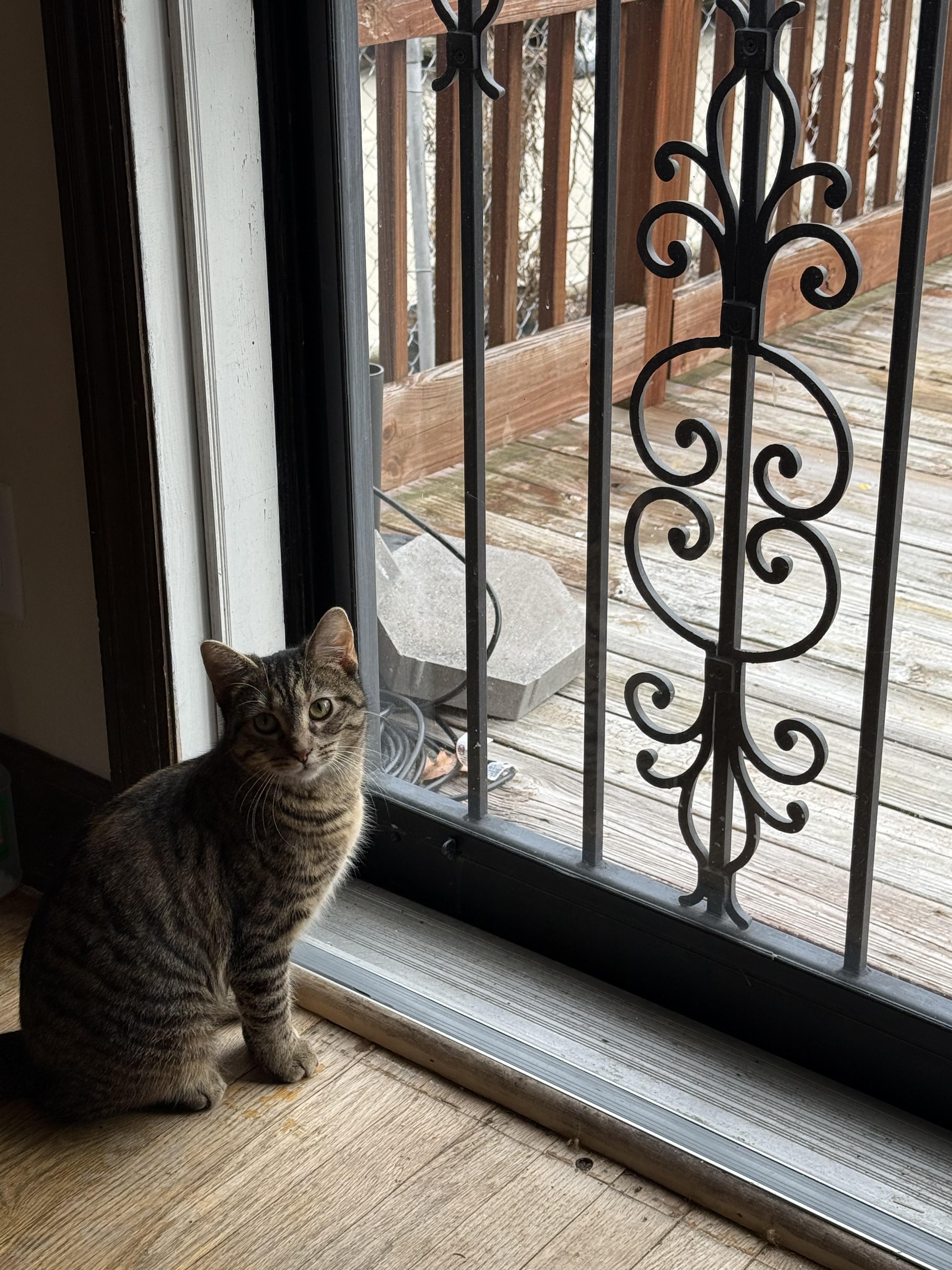 Enlarge Sharpie, a Adoptable Domestic Short Hair in Dayton, OH image 1/2