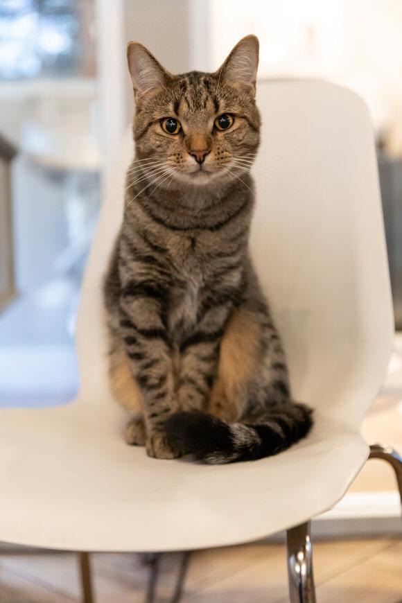 Sharpie, a Adoptable Domestic Short Hair in Dayton, OH image 2/4