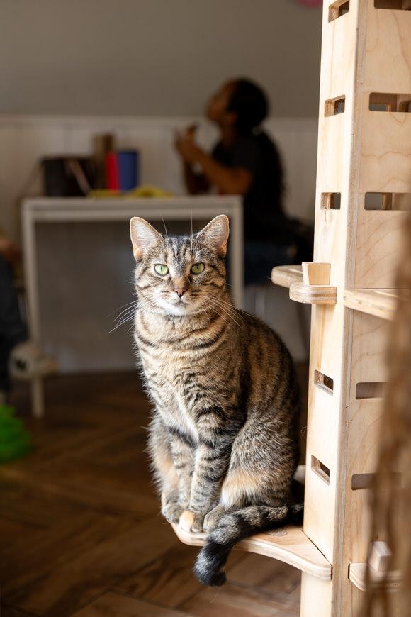 Enlarge Maple, a Adoptable Domestic Short Hair in Dayton, OH image 2/3