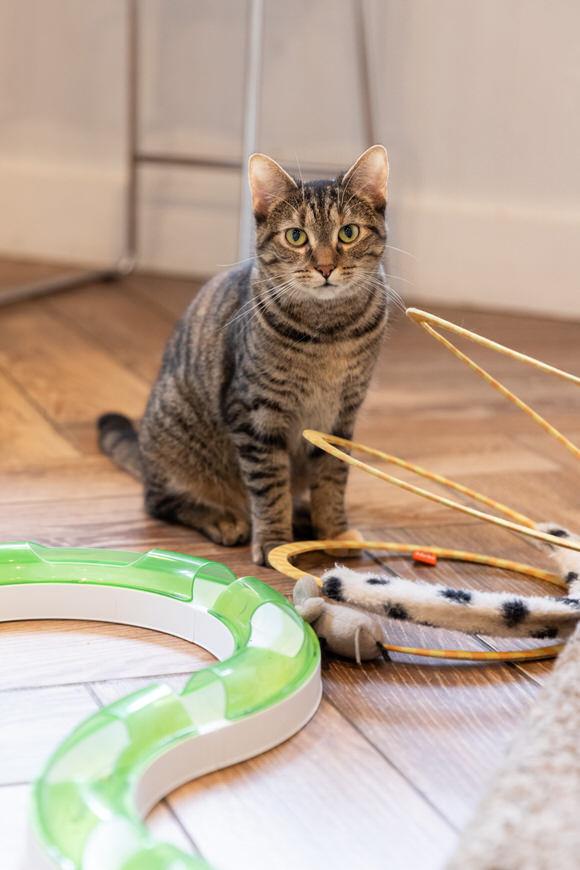 Sharpie, a Adoptable Domestic Short Hair in Dayton, OH image 3/4