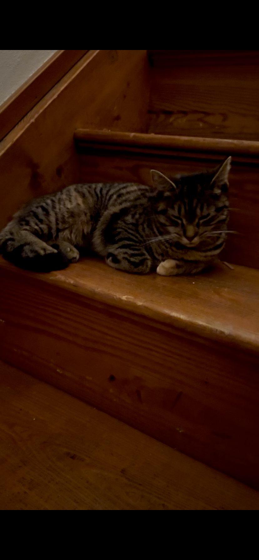 Enlarge Sharpie, a Adoptable Domestic Short Hair in Dayton, OH image 2/2