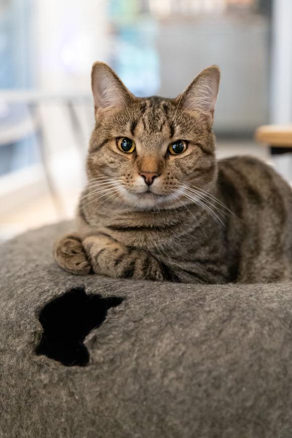 Sharpie, a Adoptable Domestic Short Hair in Dayton, OH image 4/4