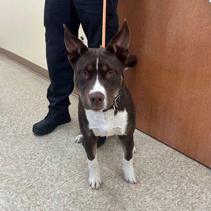 Enlarge Reeses, a Adoptable Mixed Breed in Hamilton, NJ image 1/3