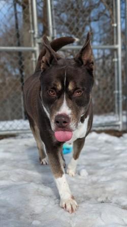 Enlarge Reeses, a Adoptable Mixed Breed in Hamilton, NJ image 1/3