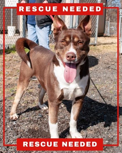 Reeses, a Adoptable Mixed Breed in Hamilton, NJ image 2/3