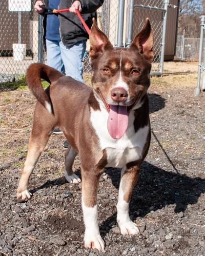 Enlarge Reeses, a Adoptable Mixed Breed in Hamilton, NJ image 2/3