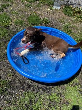 Reeses, a Adoptable Mixed Breed in Hamilton, NJ image 3/3