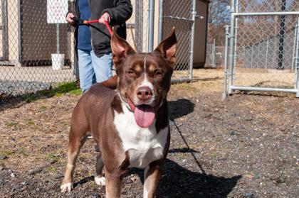 Enlarge Reeses, a Adoptable Mixed Breed in Hamilton, NJ image 3/3