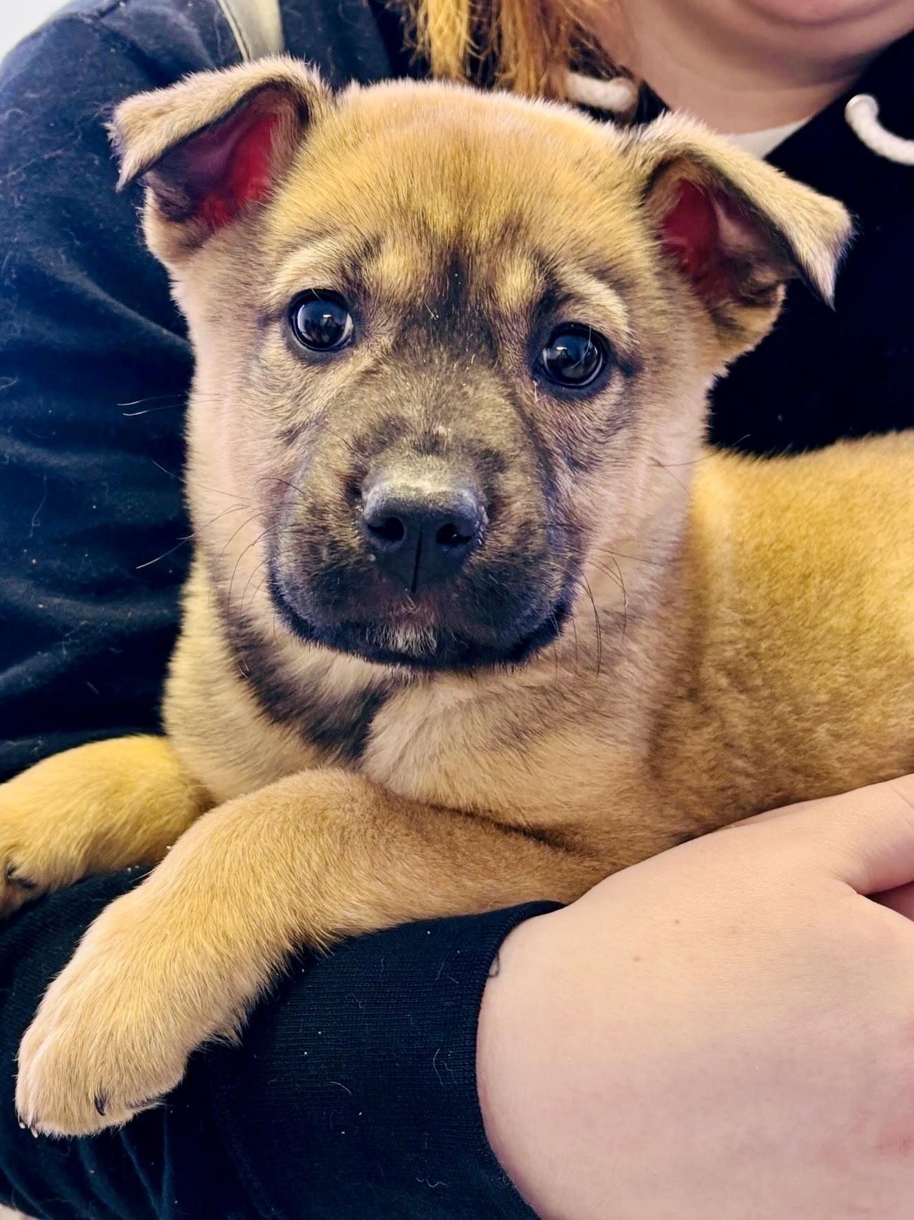 Enlarge Patti, a Adoptable mixed breed in Edmonton, AB image 1/3