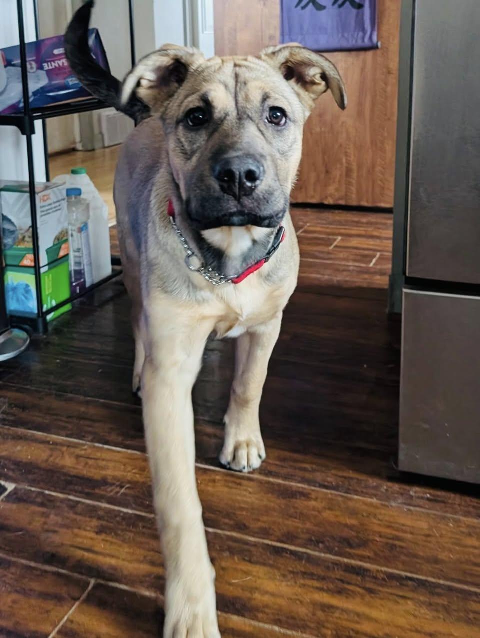 Patti, a Adoptable mixed breed in Edmonton, AB image 3/4