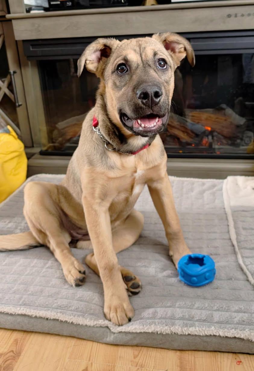 Patti, Adoptable, Puppy Female German Shepherd Dog.