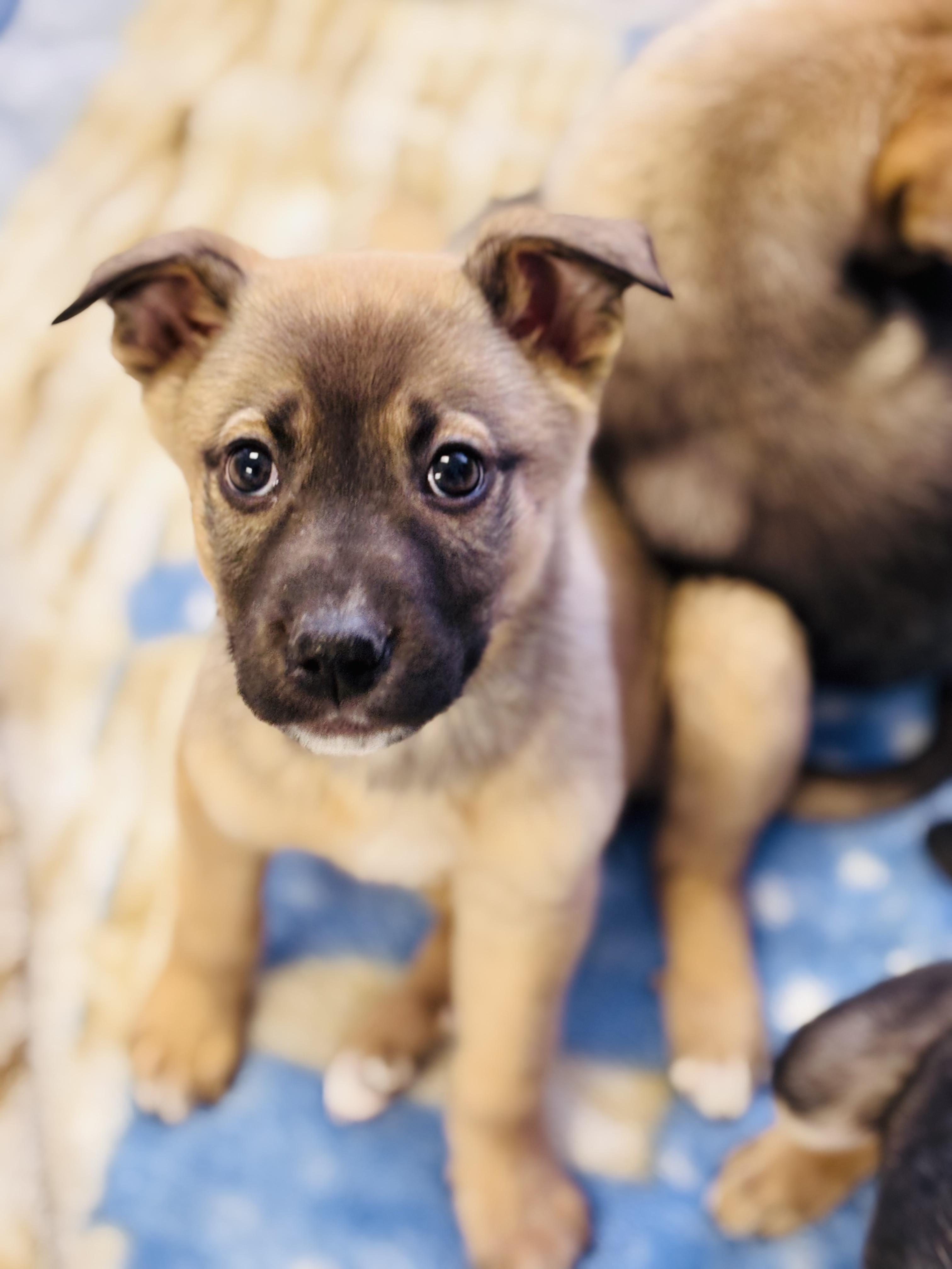 Enlarge Patti, a Adoptable mixed breed in Edmonton, AB image 3/3