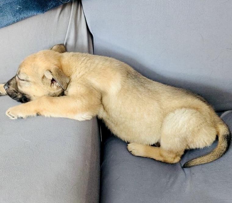 Enlarge Patti, a Adoptable mixed breed in Edmonton, AB image 2/3