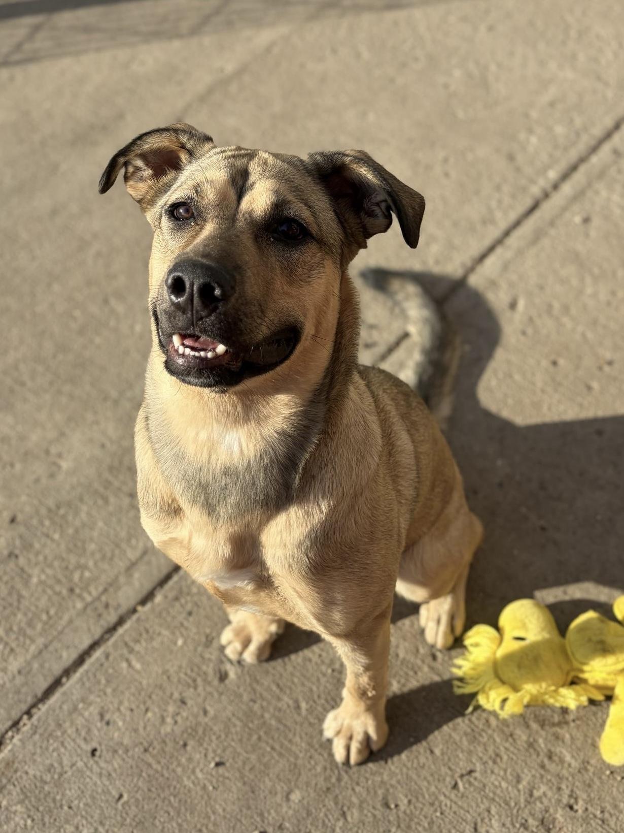 Patti, Adoptable, Puppy Female German Shepherd Dog.