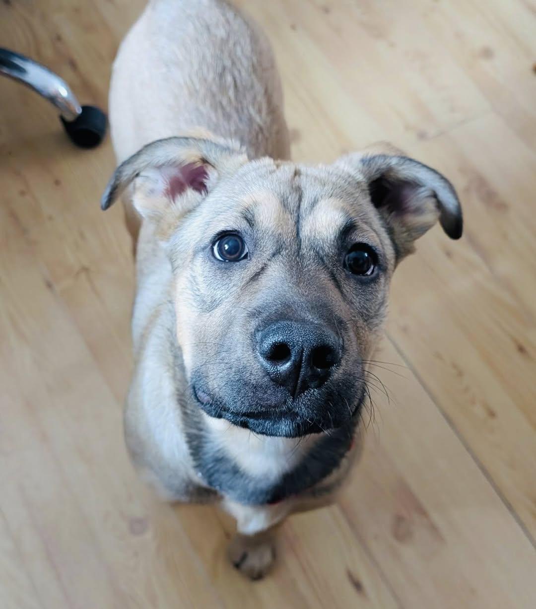 Patti, a Adoptable mixed breed in Edmonton, AB image 2/4