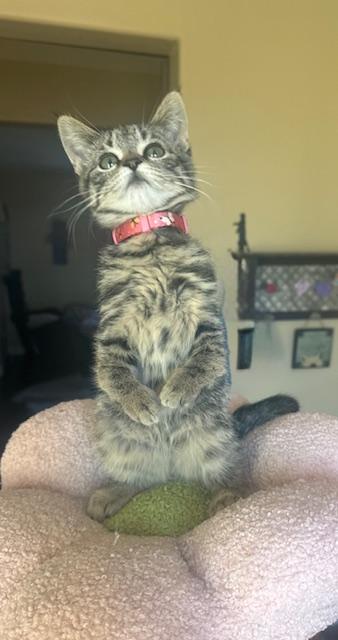 Retro, ADOPTABLE, Kitten Female Domestic Short Hair.