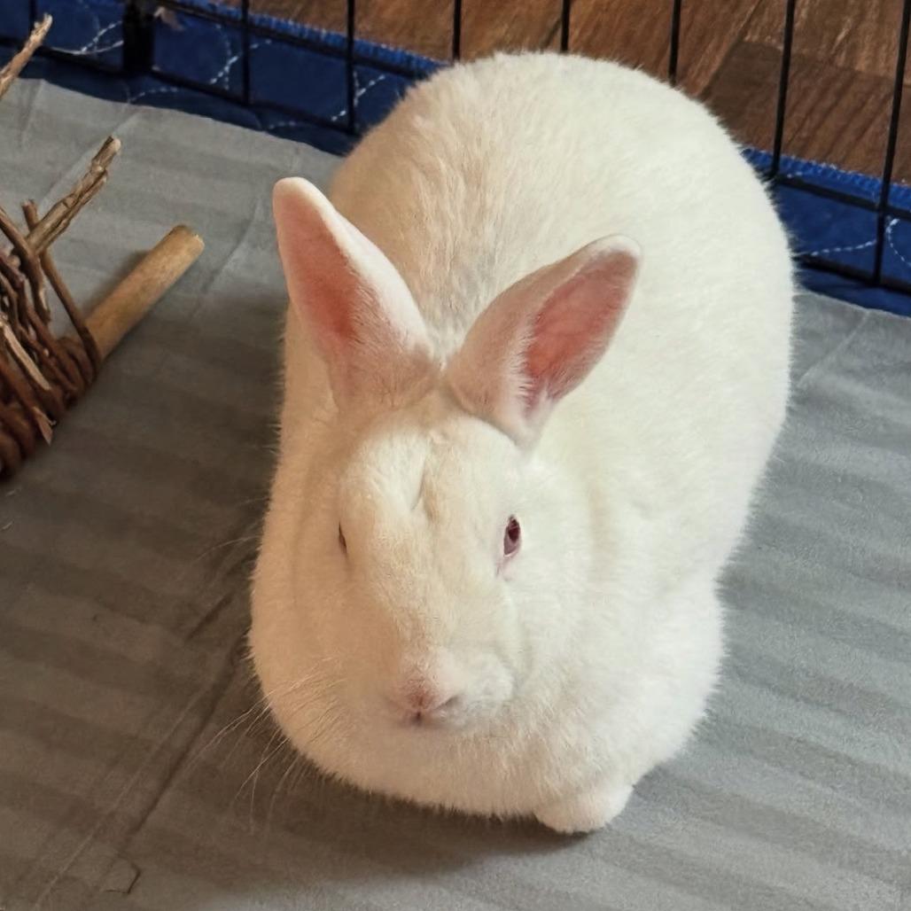 Enlarge Mint, a Adoptable Florida White in Napa, CA image 1/5
