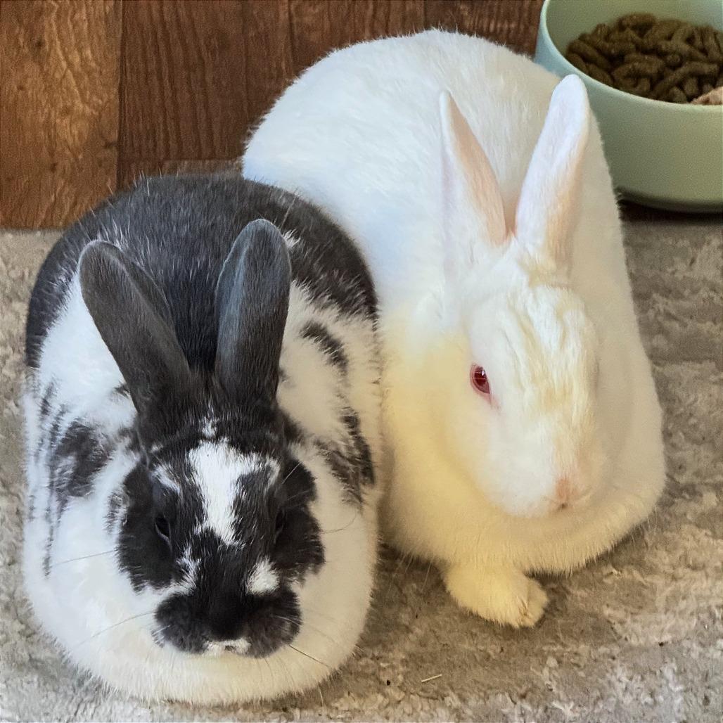 Enlarge Mint, a Adoptable Florida White in Napa, CA image 2/5