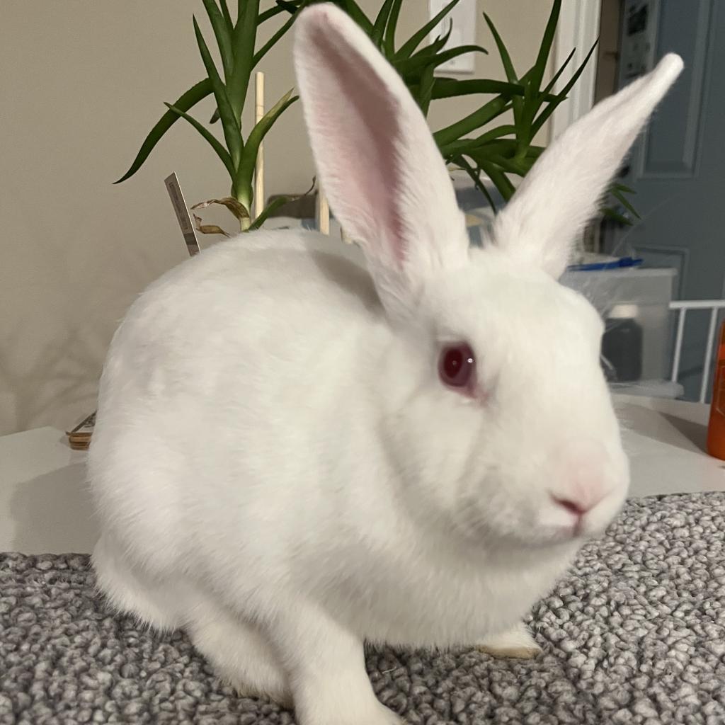 Enlarge Mint, a Adoptable Florida White in Napa, CA image 3/5