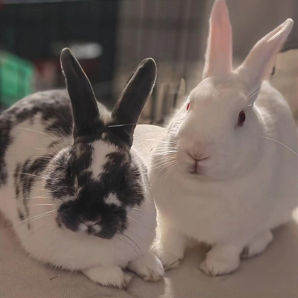 Enlarge Mint, a Adoptable Florida White in Napa, CA image 4/5