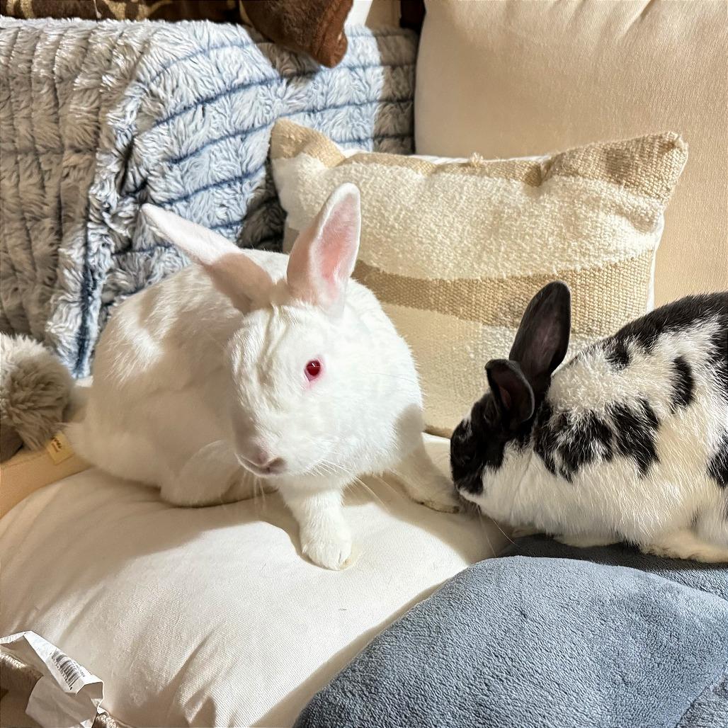 Enlarge Mint, a Adoptable Florida White in Napa, CA image 5/5