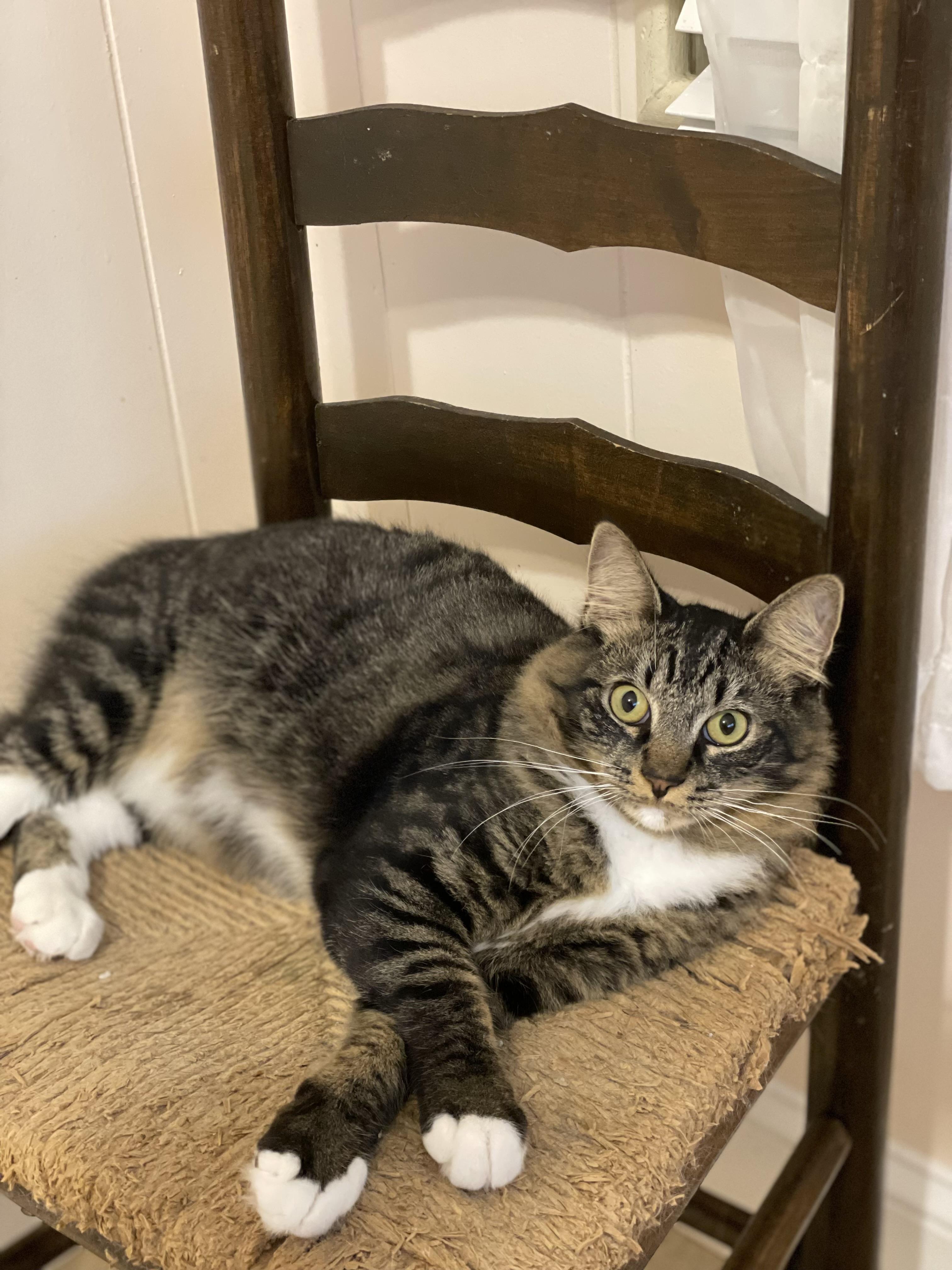 Enlarge Bam Bam, a Adoptable Domestic Medium Hair in Tampa, FL image 1/5