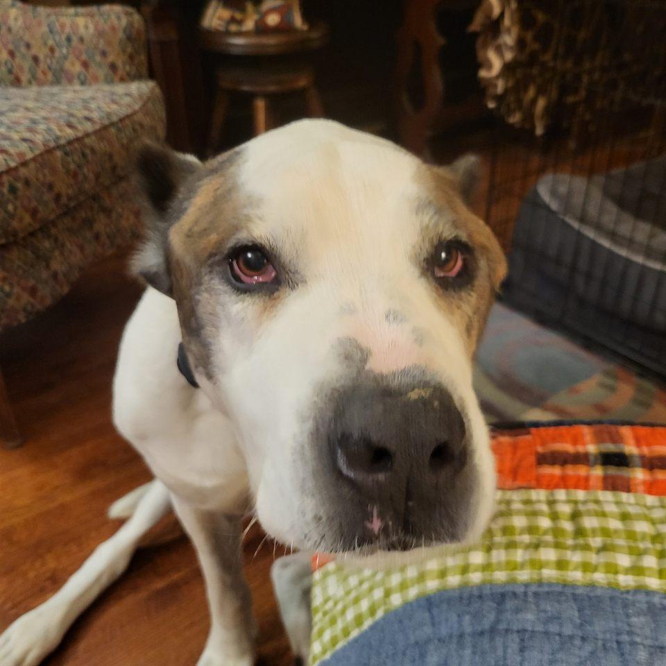 Sampson, a Adoptable mixed breed in Memphis, TN image 3/6