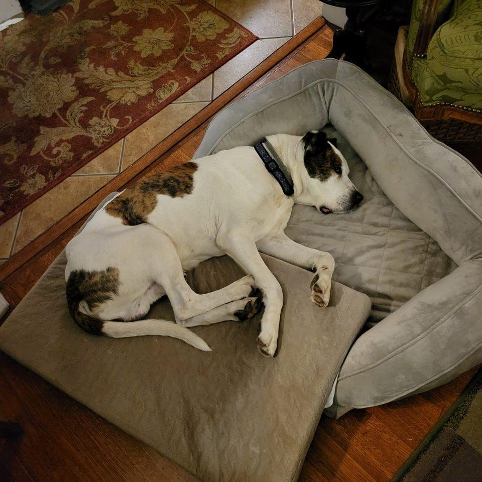 Sampson, a Adoptable mixed breed in Memphis, TN image 5/6