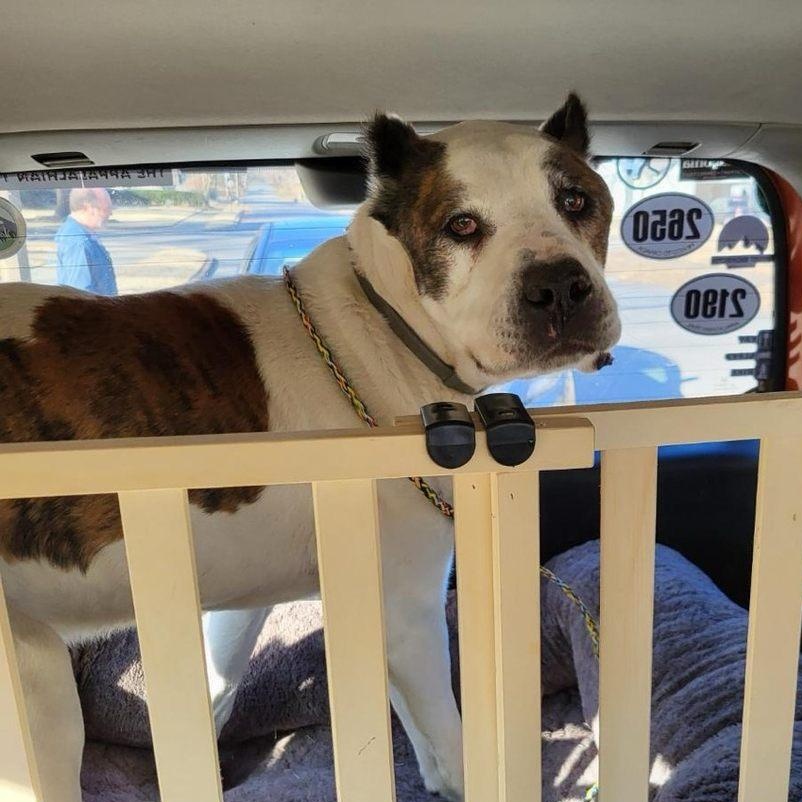 Sampson, a Adoptable mixed breed in Memphis, TN image 4/6