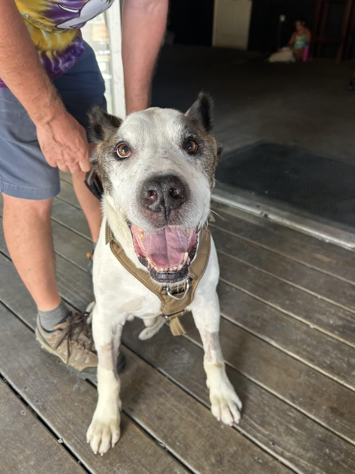 Sampson, Adoptable, Adult Male American Staffordshire Terrier & Great Dane.