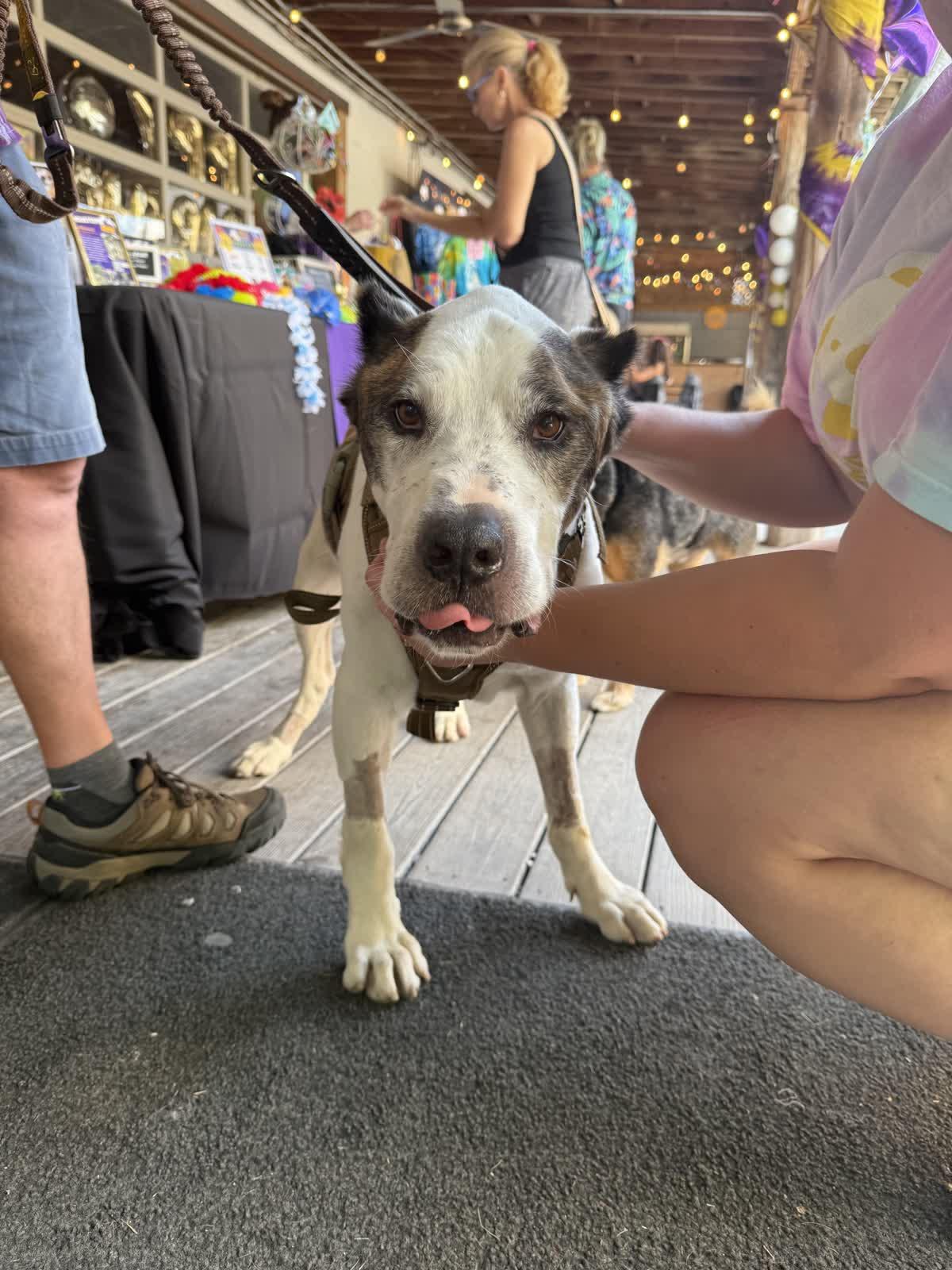 Sampson, a Adoptable mixed breed in Memphis, TN image 2/6