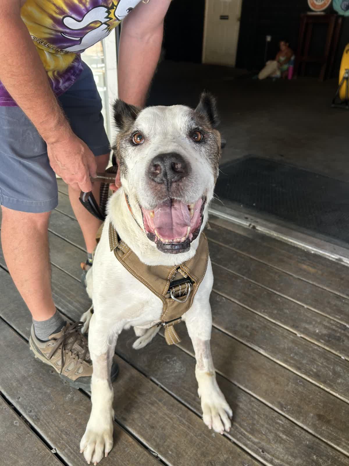Sampson, a Adoptable mixed breed in Memphis, TN image 6/6