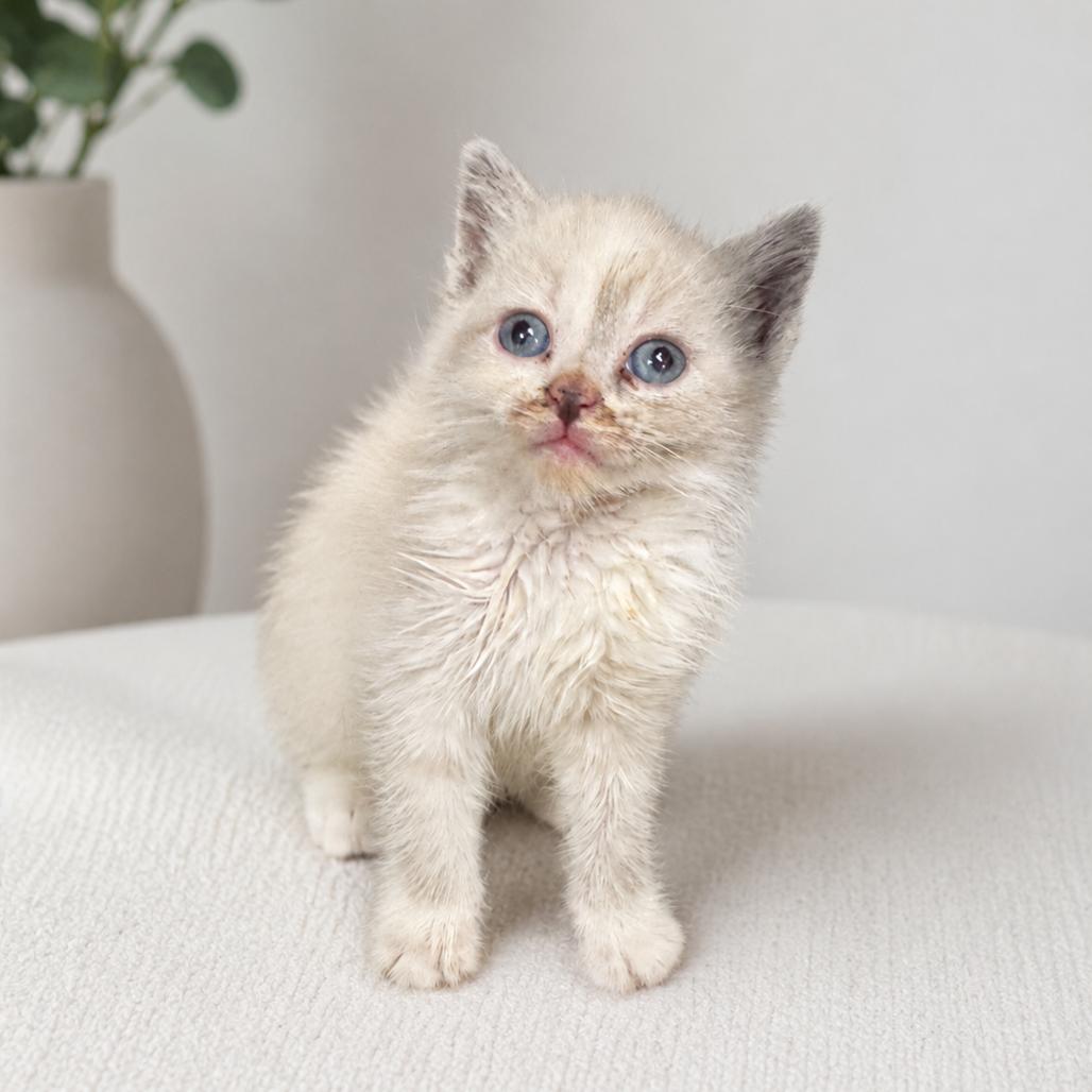 Enlarge Clara, a Adoptable Siamese in Redwood Falls, MN image 1/1