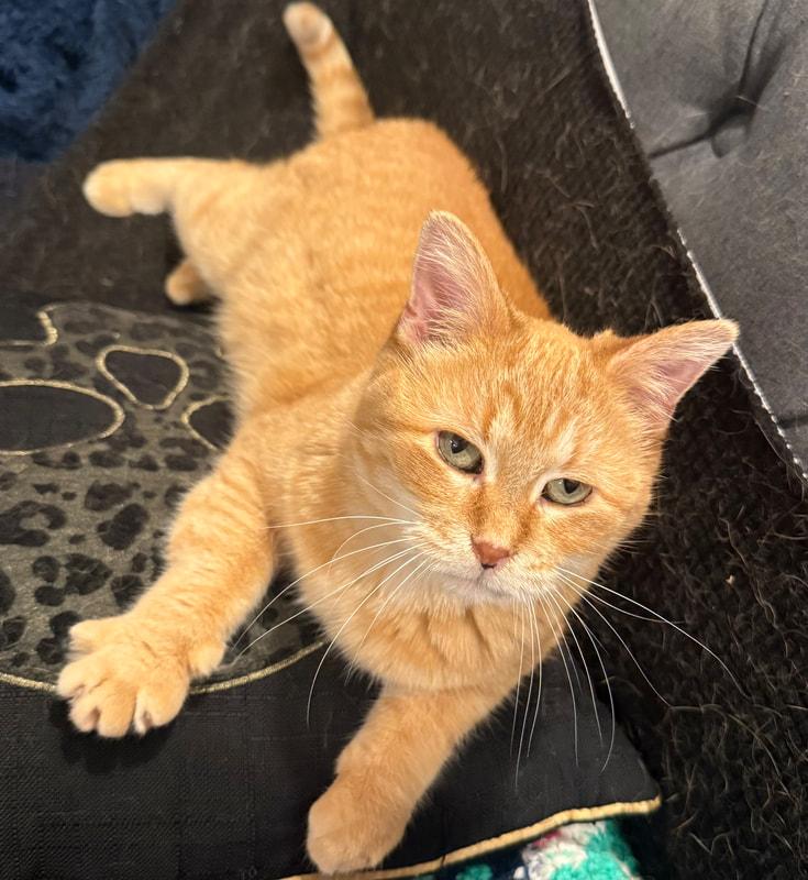 Mahalia, an adopted Domestic Short Hair in Kalamazoo, MI image 1/2
