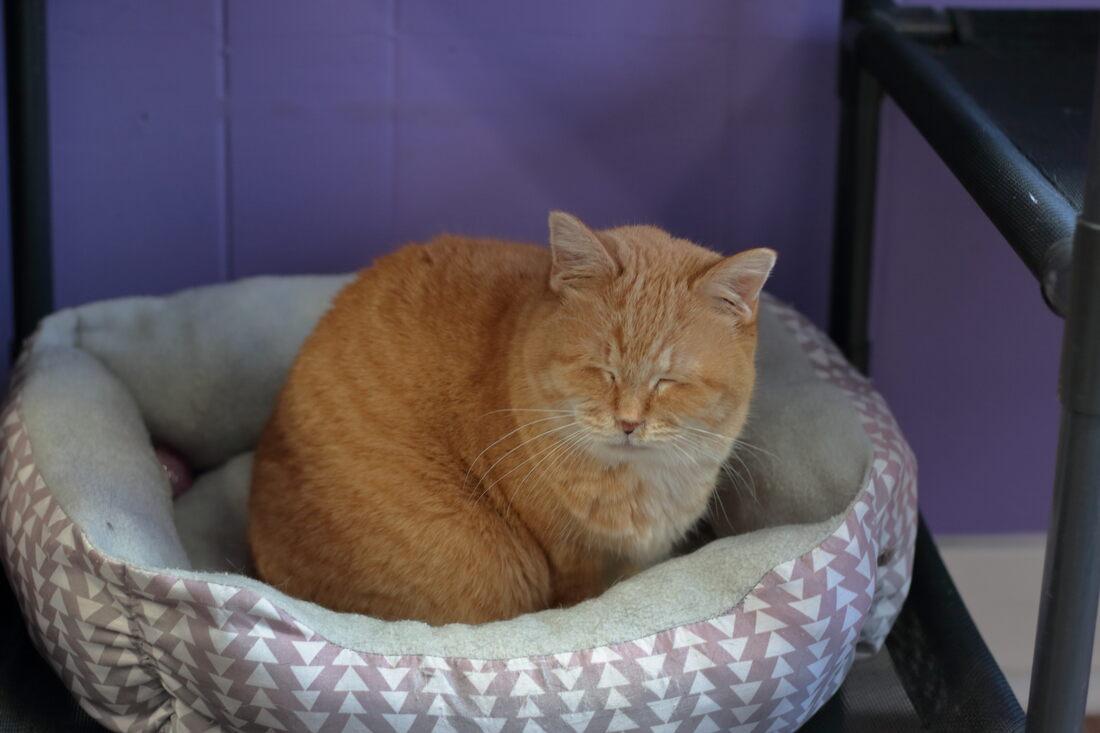 Mahalia, an adopted Domestic Short Hair in Kalamazoo, MI image 2/2