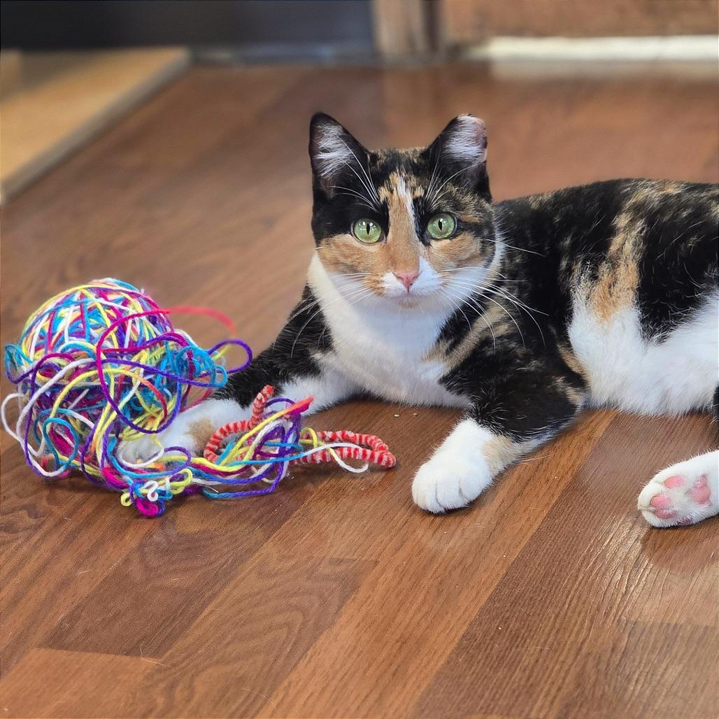 Sundae, Adoptable, Young Female Domestic Short Hair.
