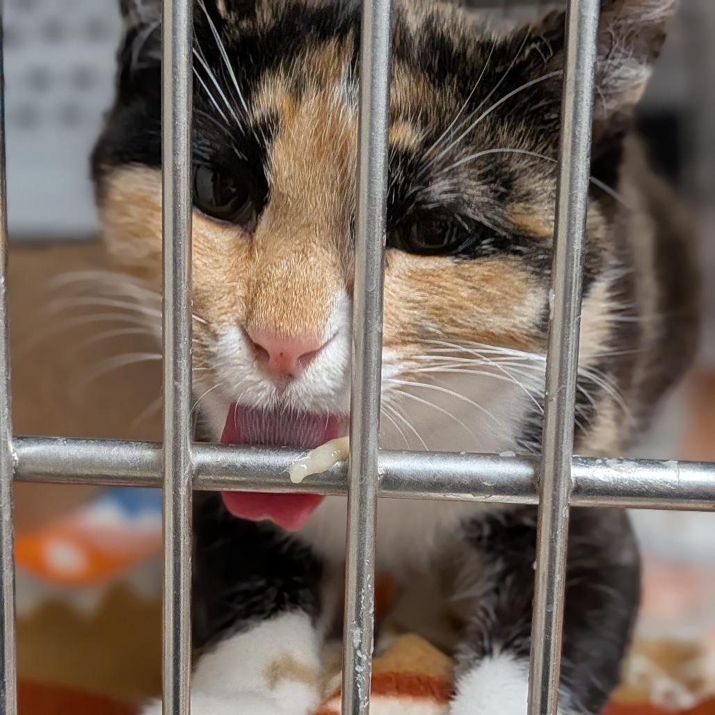 Enlarge Sundae, a Adoptable Domestic Short Hair in Milan, IL image 2/3