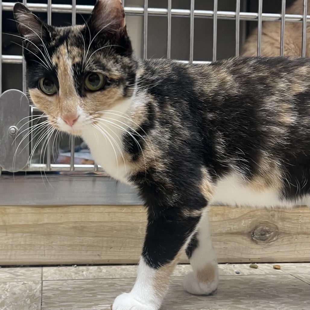 Enlarge Sundae, a Adoptable Domestic Short Hair in Milan, IL image 3/3