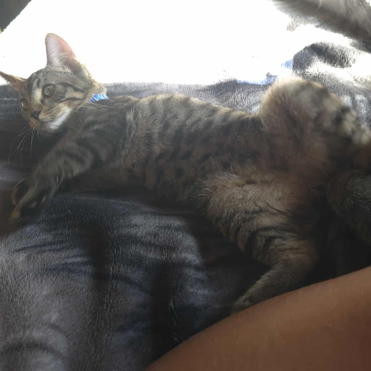 Leo, a Adoptable Tabby in Vacaville, CA image 3/4