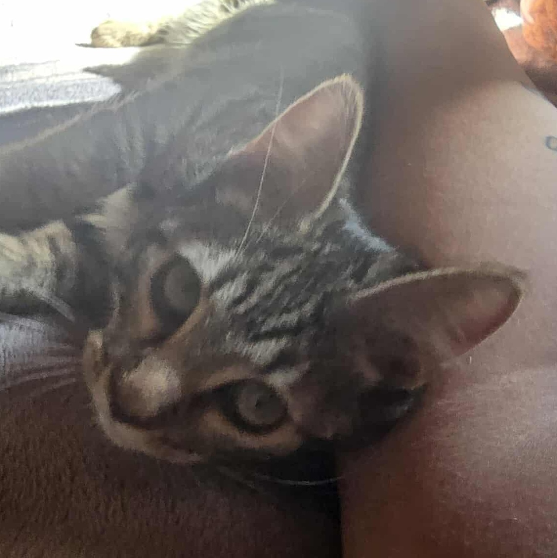 Leo, a Adoptable Tabby in Vacaville, CA image 2/4