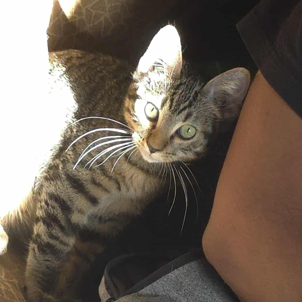 Leo, a Adoptable Tabby in Vacaville, CA image 4/4