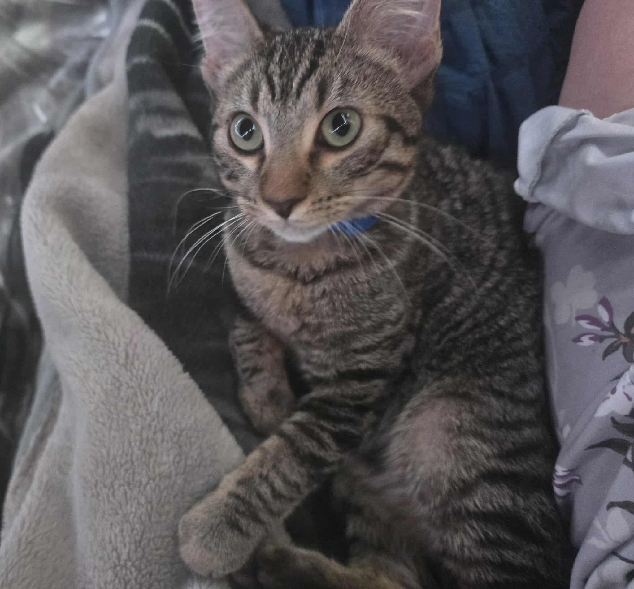 Leo, Adoptable, Young Male Tabby.