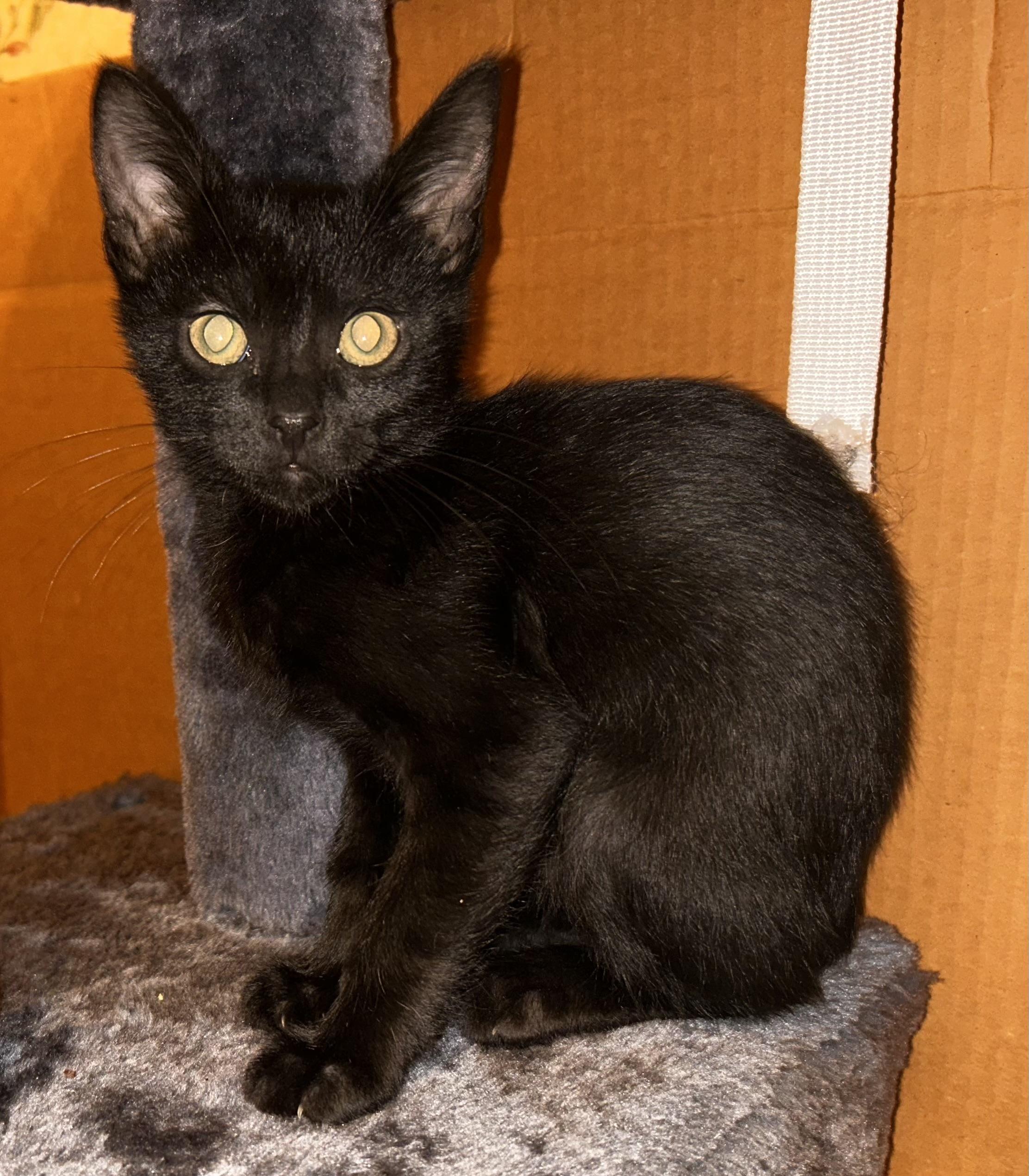 CAESAR