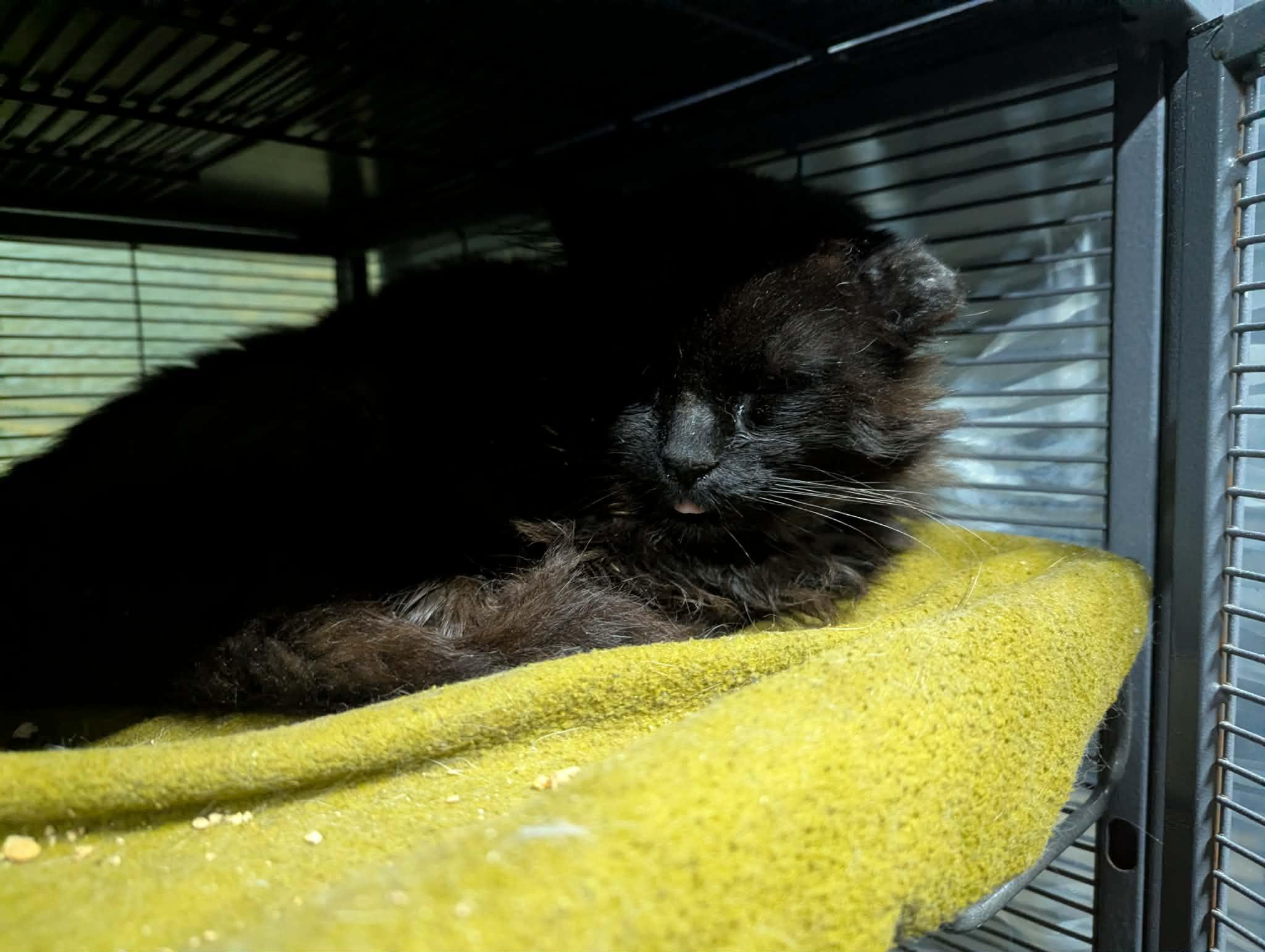 DIESEL, a ADOPTABLE Domestic Long Hair in Tillsonburg, ON image 3/4