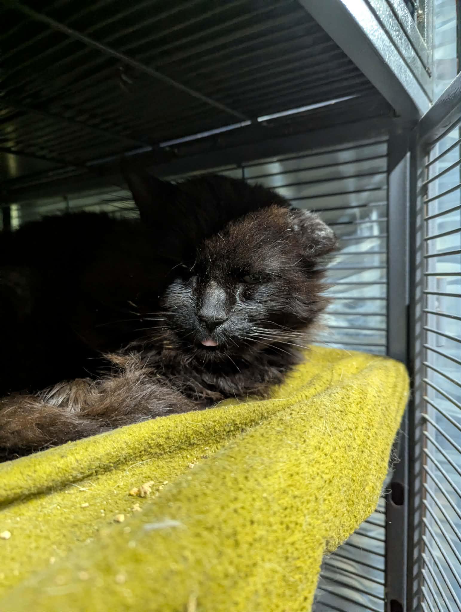 DIESEL, a ADOPTABLE Domestic Long Hair in Tillsonburg, ON image 4/4