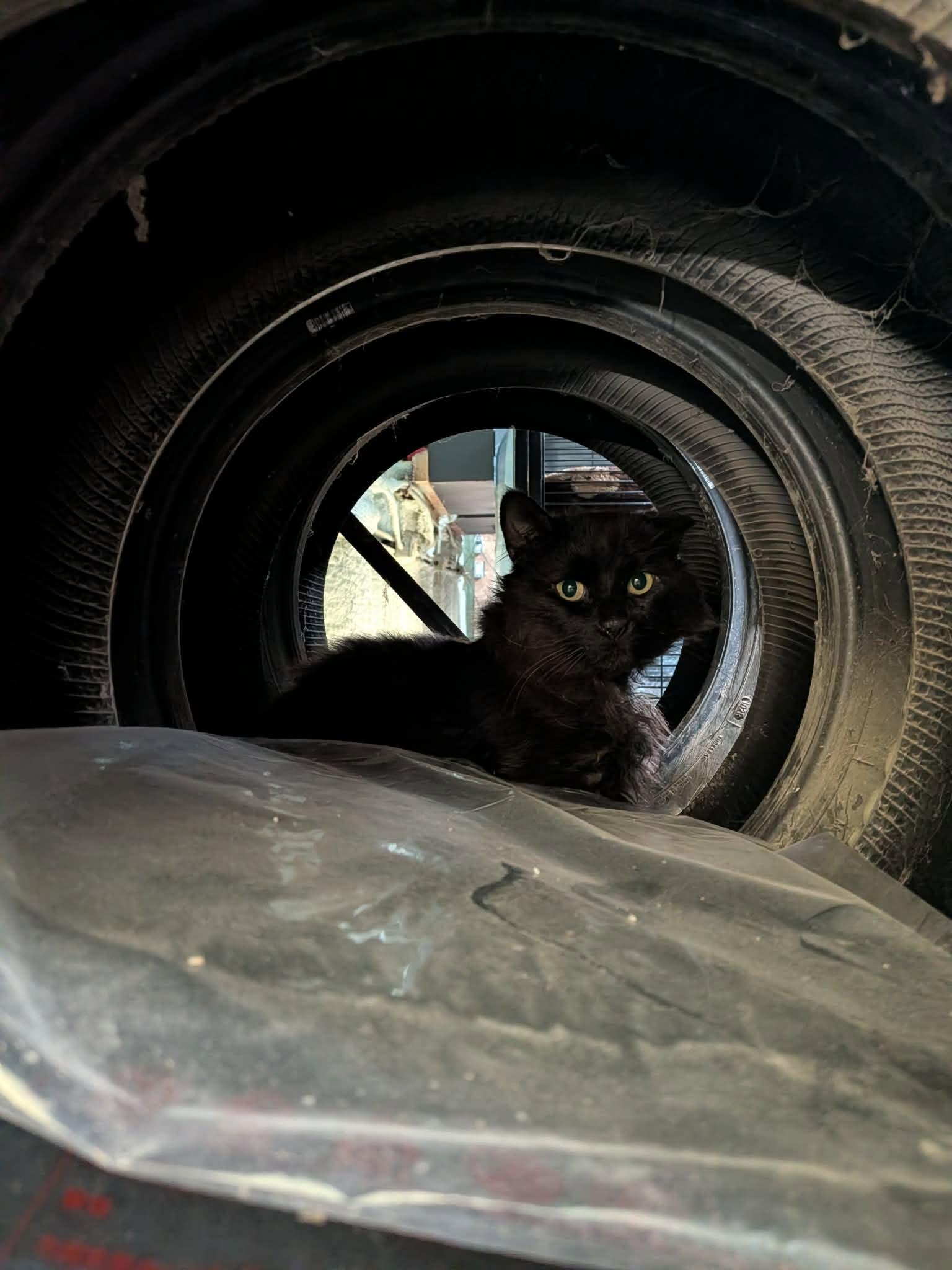 DIESEL, a ADOPTABLE Domestic Long Hair in Tillsonburg, ON image 2/4