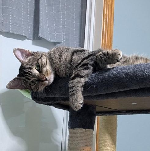 Enlarge Padme, a ADOPTABLE American Shorthair in Plymouth, MN image 2/2