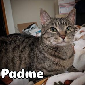 Padme, ADOPTABLE, Young Female American Shorthair.