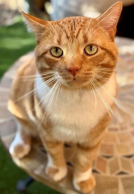 AMBROSE, Adoptable, Adult Male Domestic Short Hair.